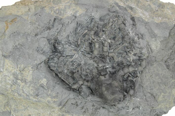 Fossil Crinoid (Cyathocrinites) - Monroe County, Indiana #231987